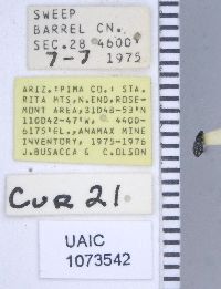 Image of Smicronyx resplendens