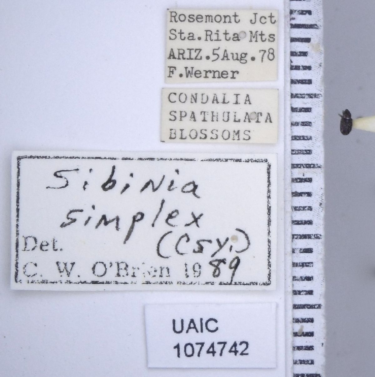 Sibinia simplex image