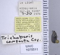 Trichobaris compacta image