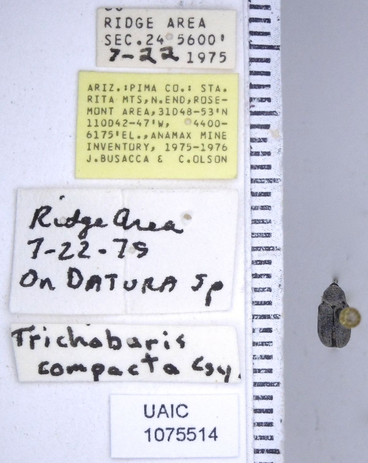 Trichobaris image