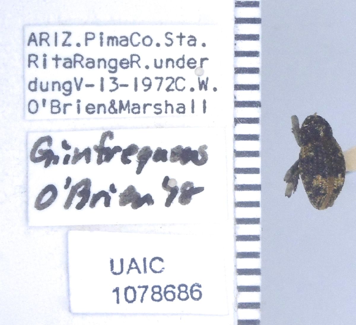 Curculionidae image