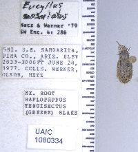 Eucyllus saesariatus image