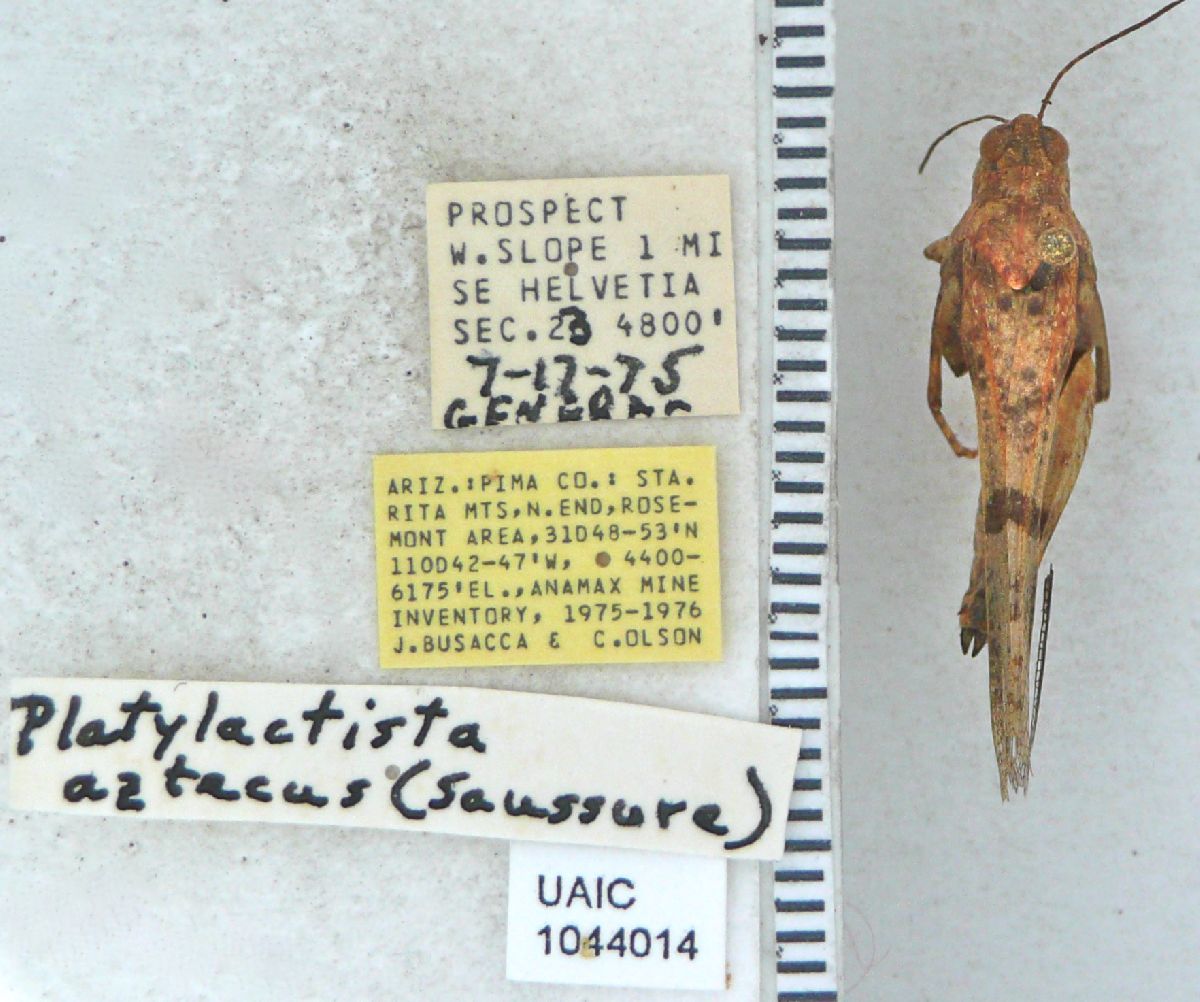 Acrididae image