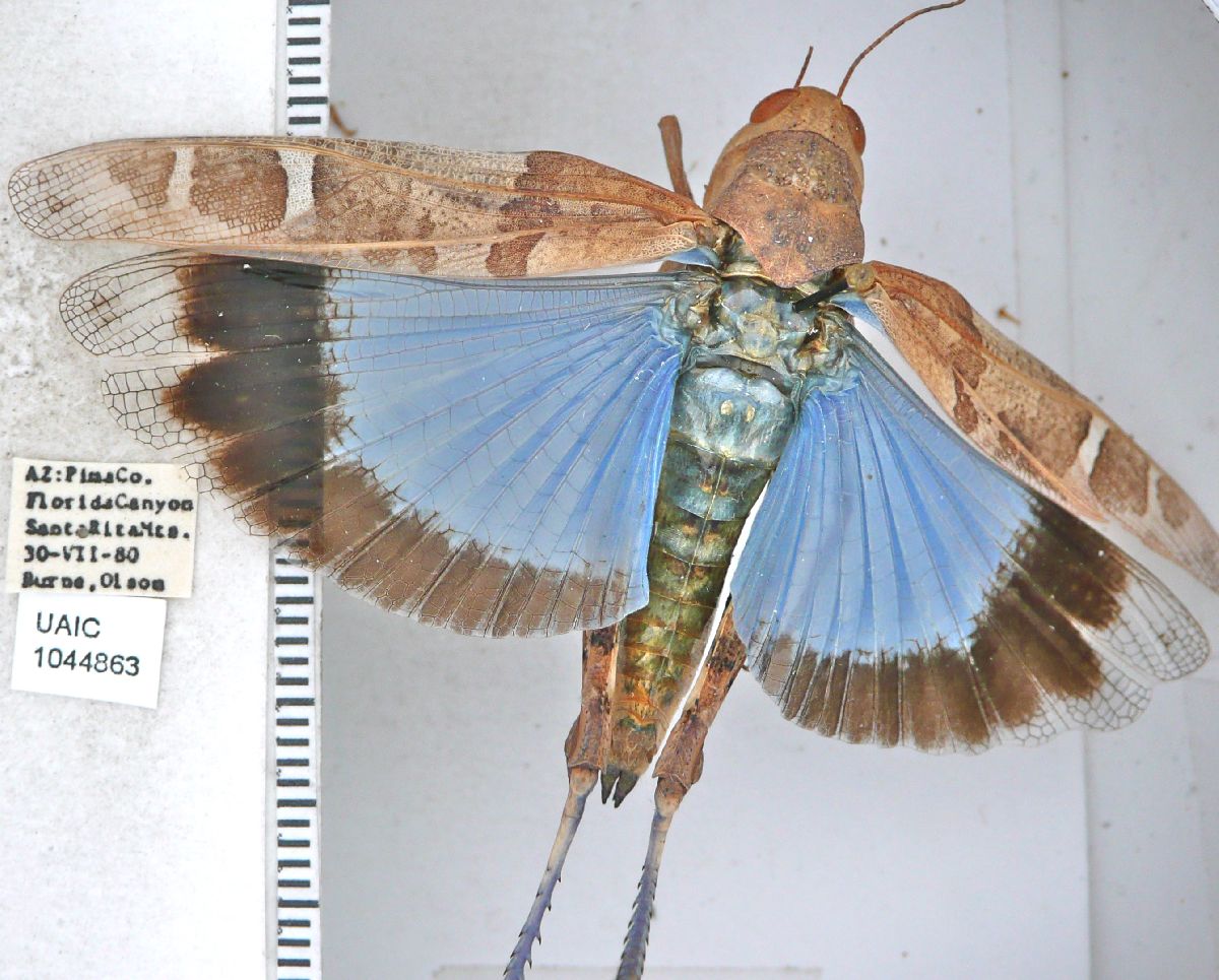 Orthoptera image