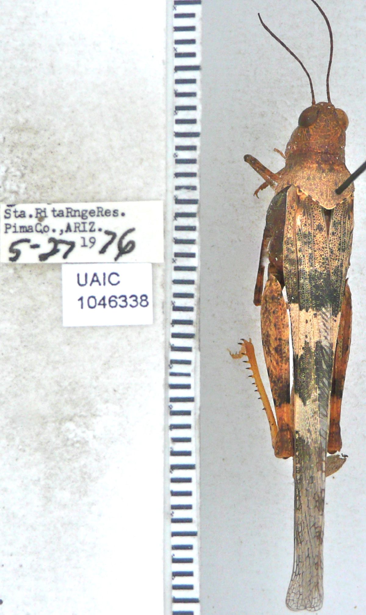 Trimerotropis image