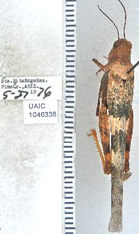 Image of Trimerotropis pallidipennis