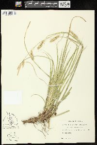 Image of Carex cherokeensis