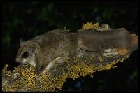 Glaucomys sabrinus image