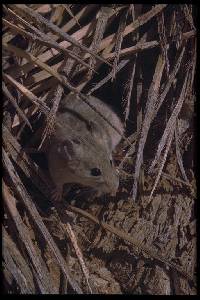 Neotoma lepida image