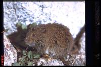 Image of Microtus montanus