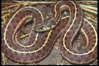 Image of Thamnophis ordinoides