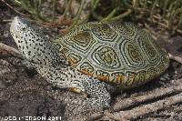 Image of Malaclemys terrapin
