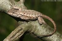 Image of Sceloporus undulatus