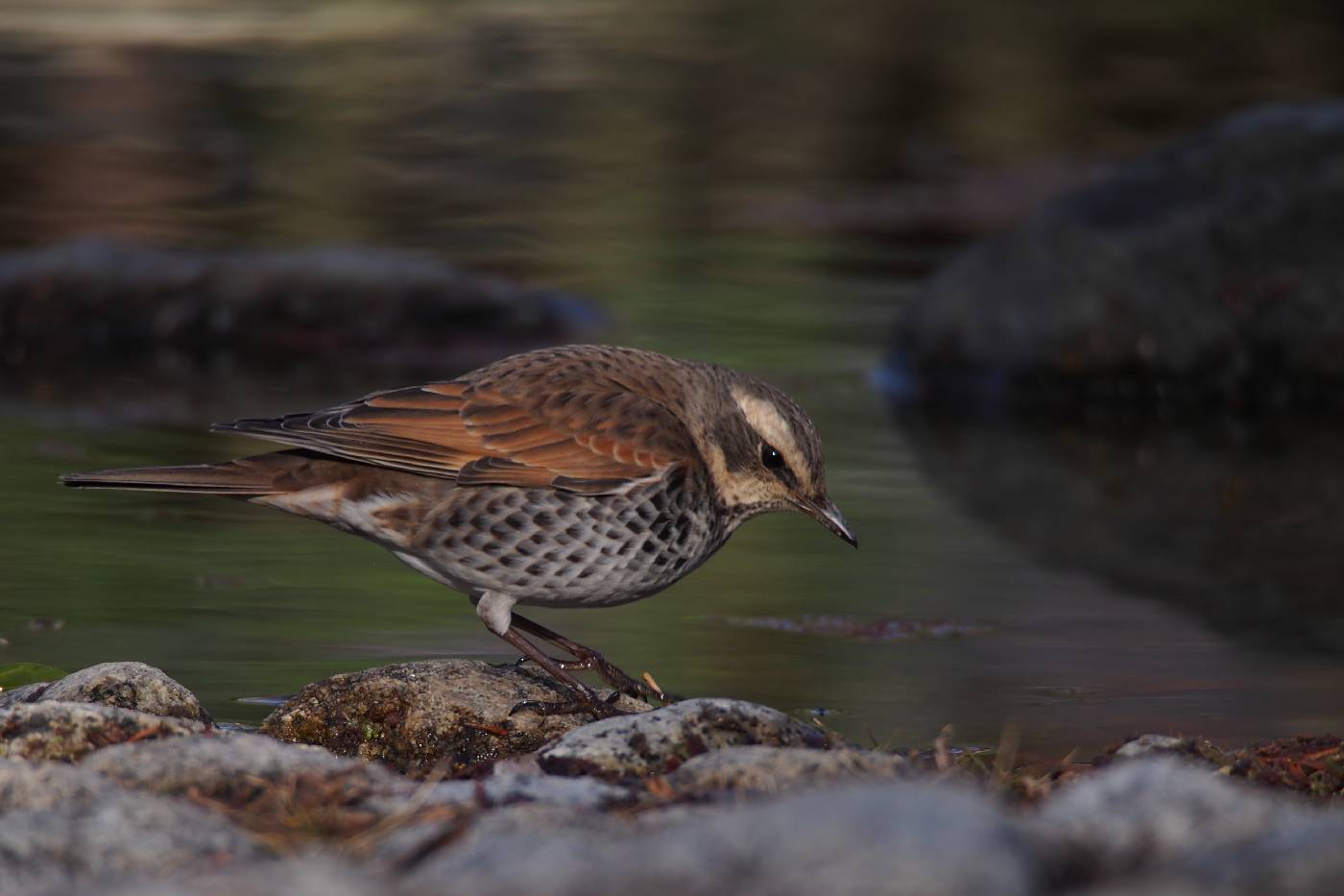 Turdus naumanni image