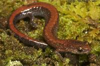 Plethodon serratus image