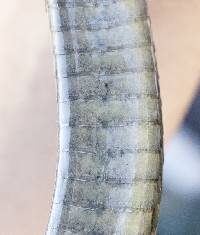 Thamnophis gigas image