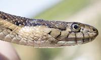Image of Thamnophis gigas