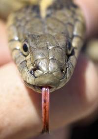 Thamnophis gigas image