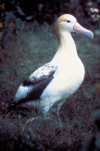 Phoebastria albatrus image
