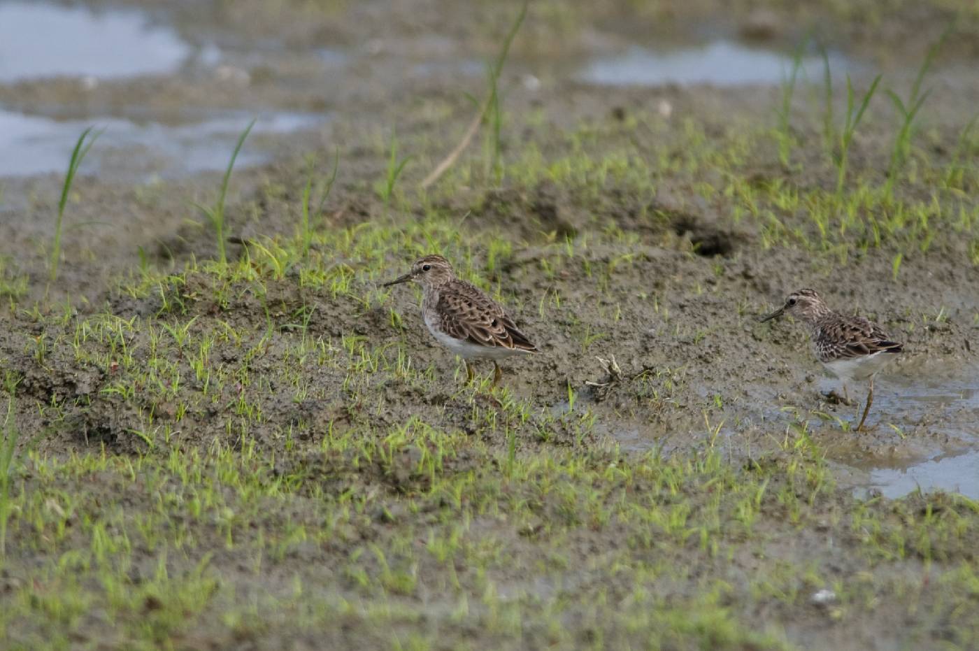 Calidris subminuta image