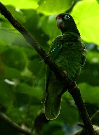 Image of Amazona vittata