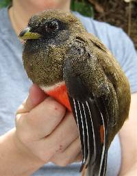 Trogon collaris image