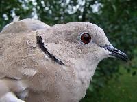 Image of Streptopelia decaocto