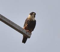 Image of Falco rufigularis