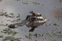 Image of Alligator mississippiensis