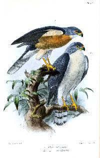Image of Accipiter soloensis