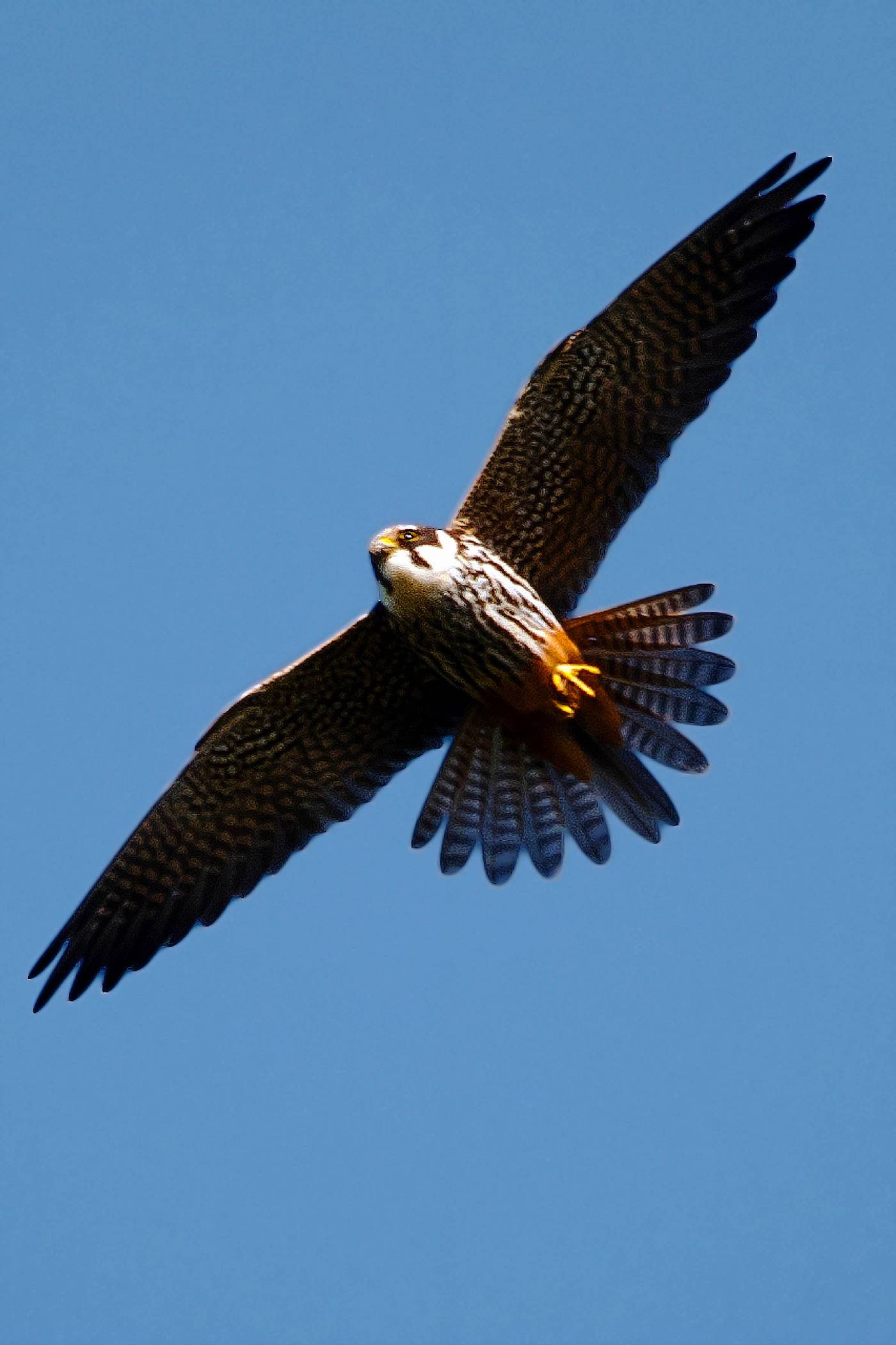 Falco image
