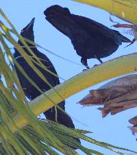 Corvus leucognaphalus image