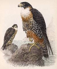 Falco deiroleucus image