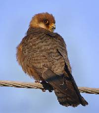 Image of Falco vespertinus