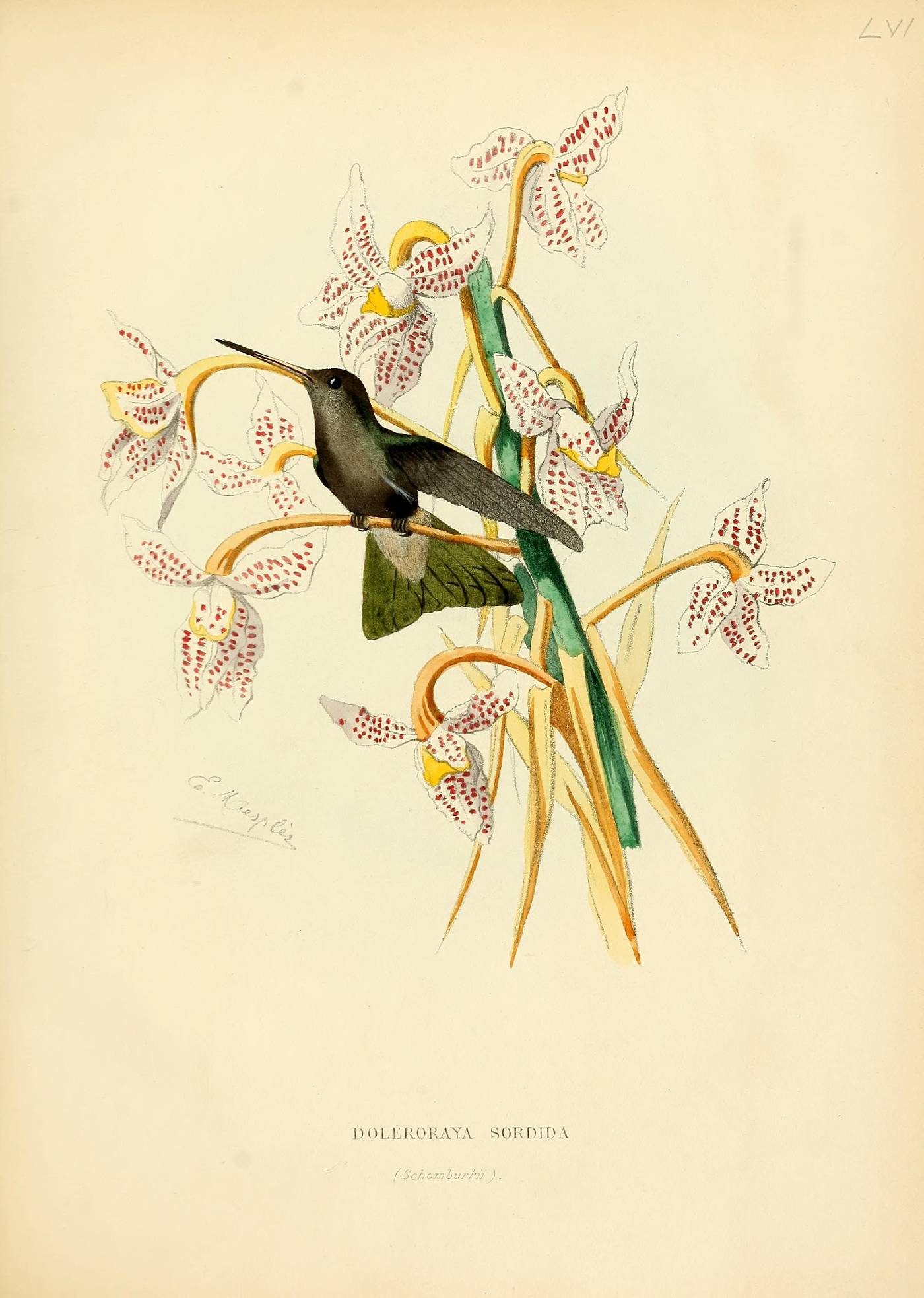 Cynanthus sordidus image