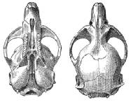 Image of Microtus oregoni
