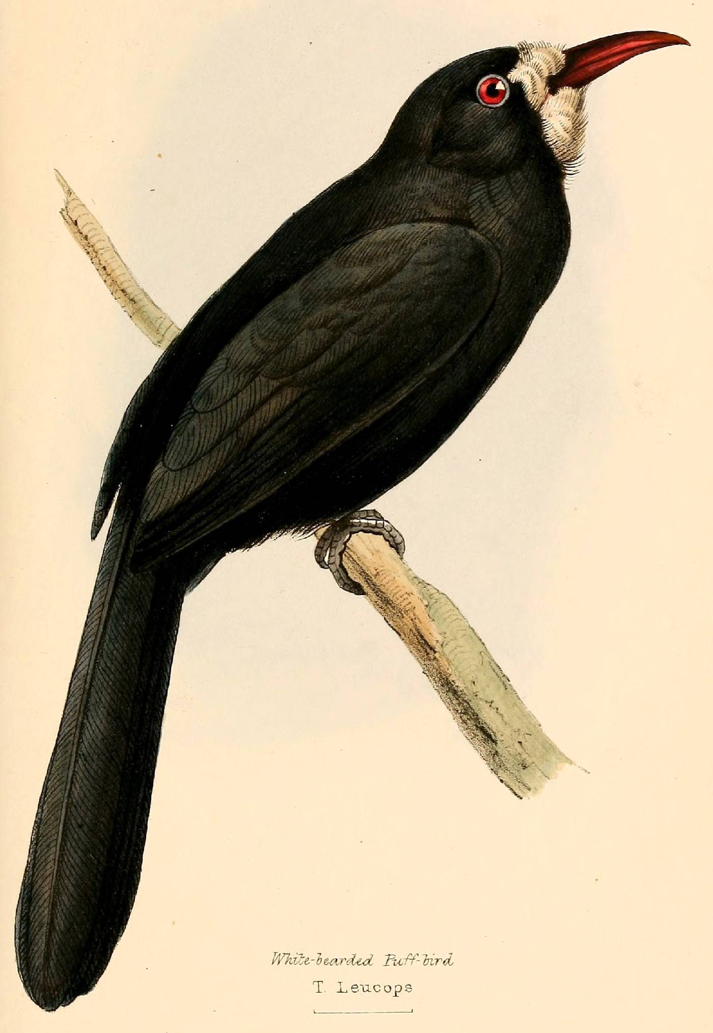 Bucconidae image