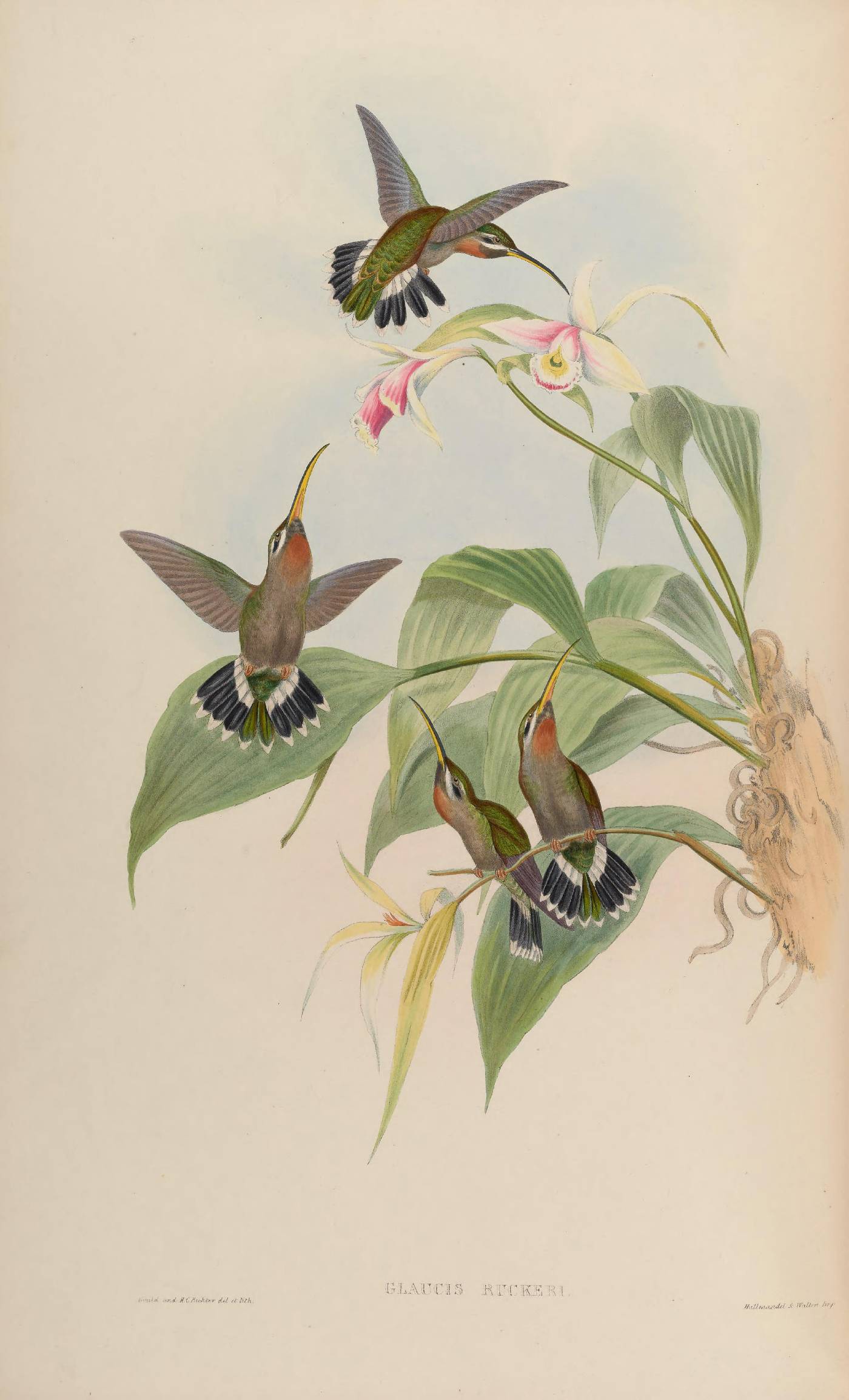 Trochilidae image