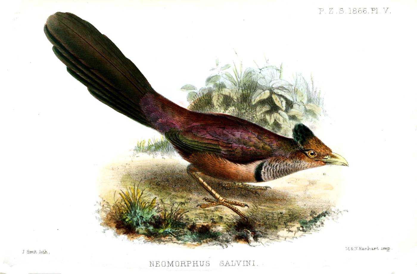 Neomorphus geoffroyi image
