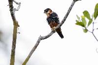 Falco deiroleucus image