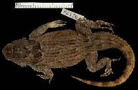 Sceloporus serrifer image