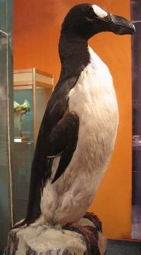 Image of Pinguinus impennis