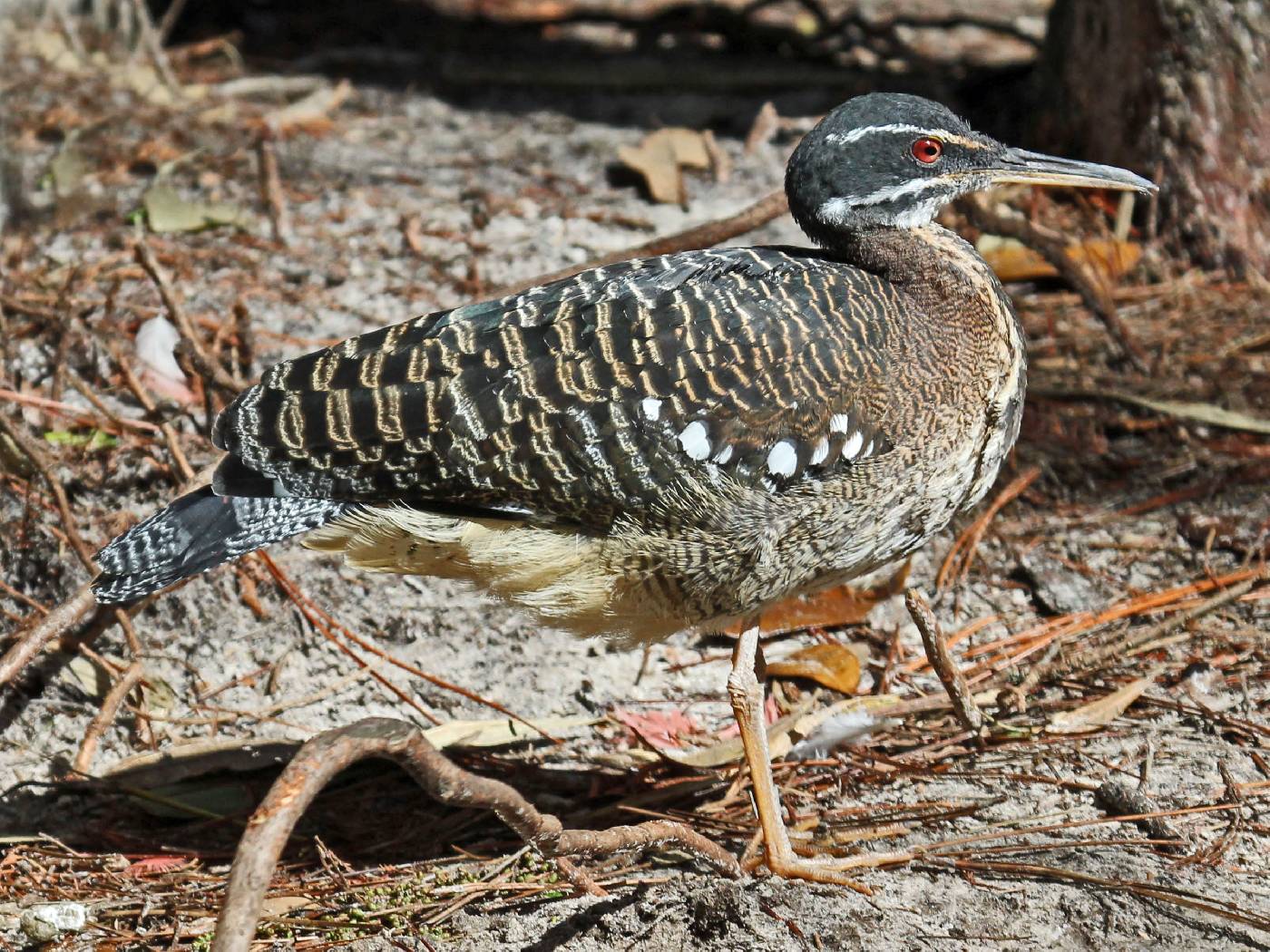 Eurypygidae image