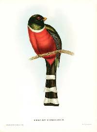 Trogon mexicanus image