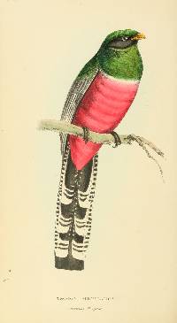 Trogon mexicanus image