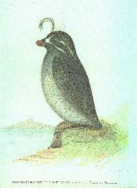 Aethia pygmaea image