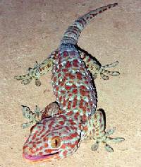 Image of Gekko gecko