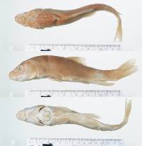 Image of Catostomus insignis