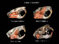 Marmota monax image