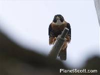 Image of Falco deiroleucus